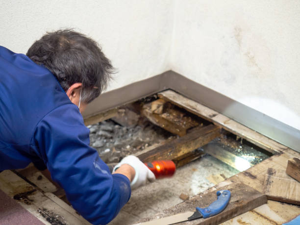 Why You Should Choose Our Mold Remediation Services in Clewiston, FL